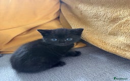 Mixed Breed cats for sale: 4 beautiful kittens for sale - Image 4