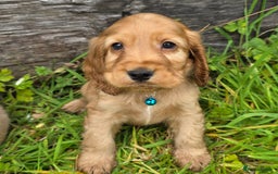Cocker Spaniel dogs for sale: ⭐️ Show Type Cocker Spaniels ⭐️ - Image 11