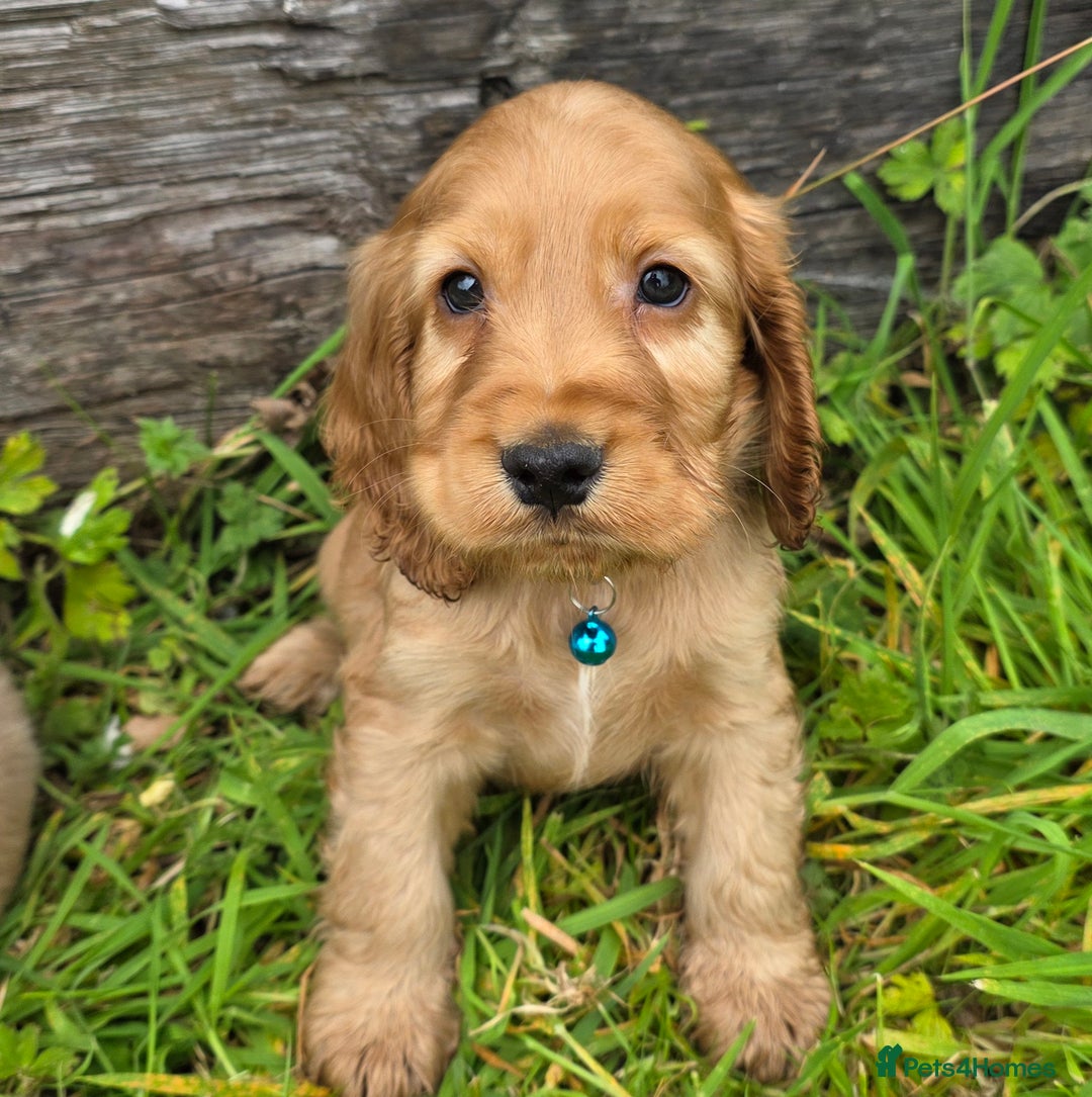 Cocker Spaniel dogs for sale: ⭐️ Show Type Cocker Spaniels ⭐️ - Image 11
