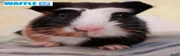 Guinea Pig rodents for sale: Muffin & Friends 🧁 – 6 Baby Guinea Pigs ❤️ - Advert 5