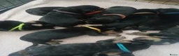 Rottweiler dogs for sale: Chunky Rottweiler puppies 🐶  - Advert 11