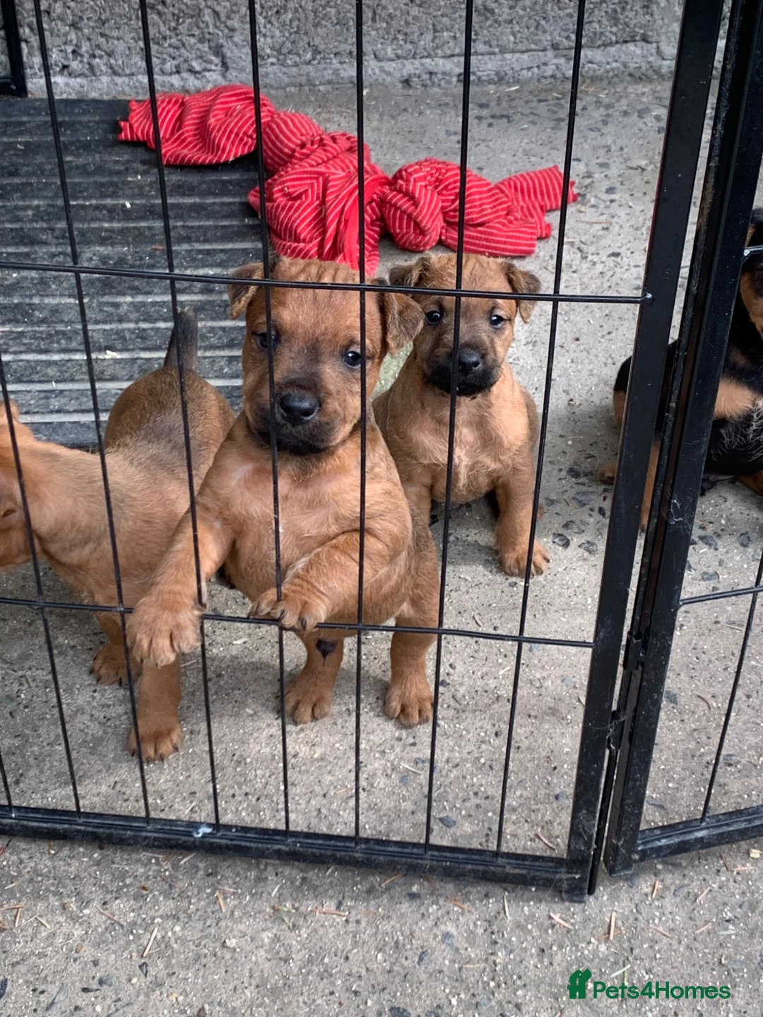 Lakeland Terrier dogs for sale: Lakeland terrier pups  - Advert 12