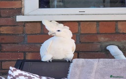 Cockatoo birds for sale: Female umbrella cockatoo  - Image 1