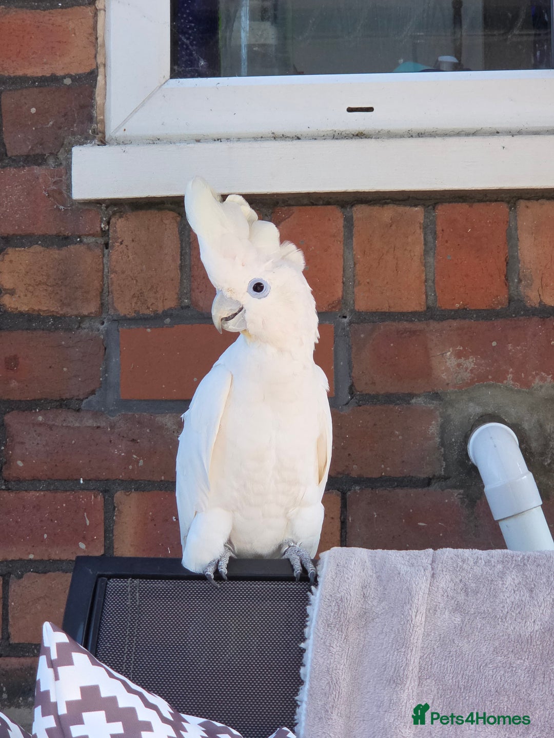 Cockatoo birds for sale: Female umbrella cockatoo  - Image 1