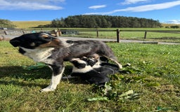 Border Collie dogs for sale: Border Collie Puppies for sale - Image 8