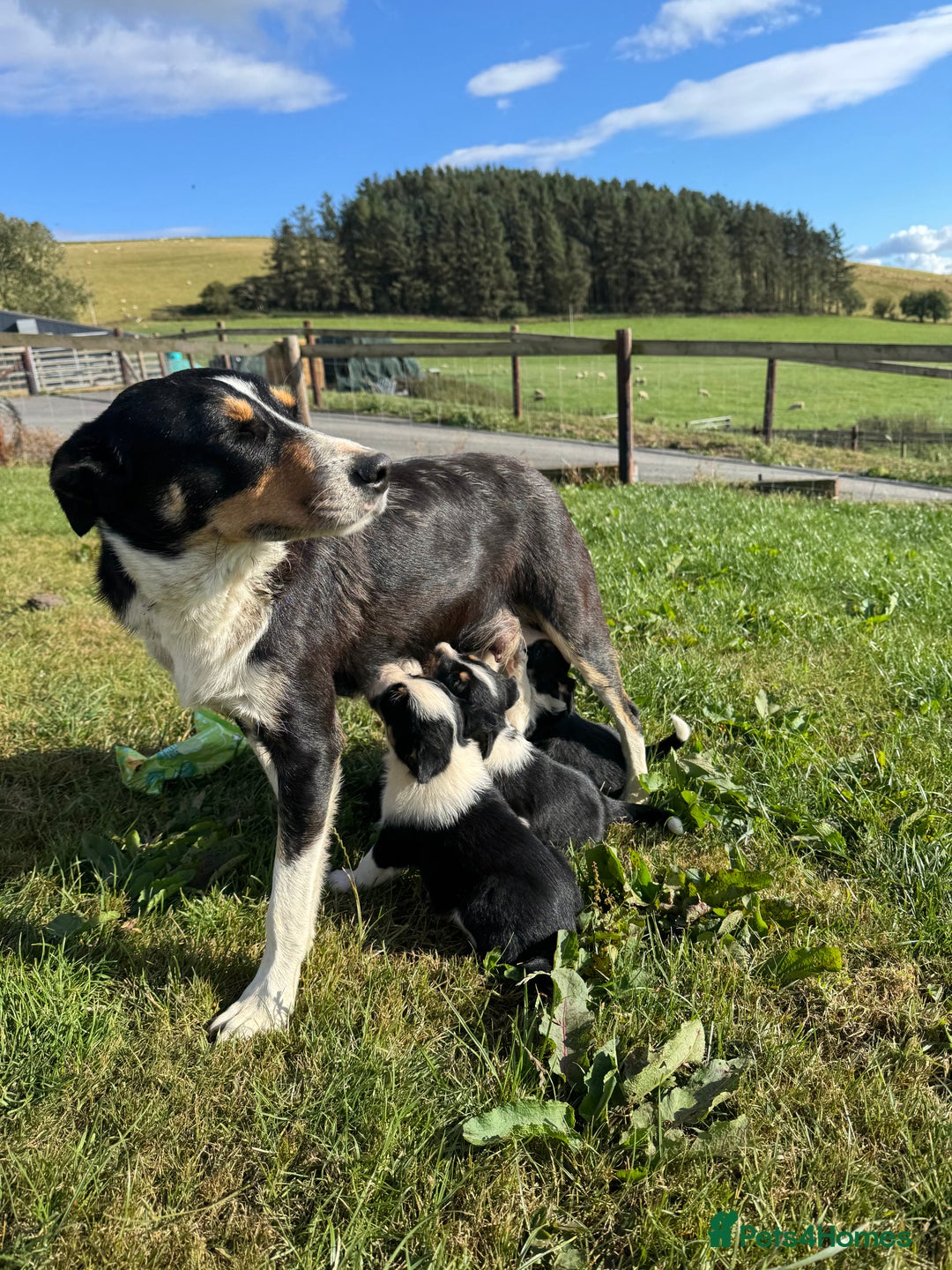 Border Collie dogs for sale: Border Collie Puppies for sale - Image 8