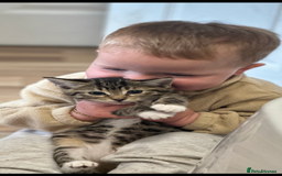 Bengal cats for sale: Gorgeous kitten Looking For A Forever Home - Image 4
