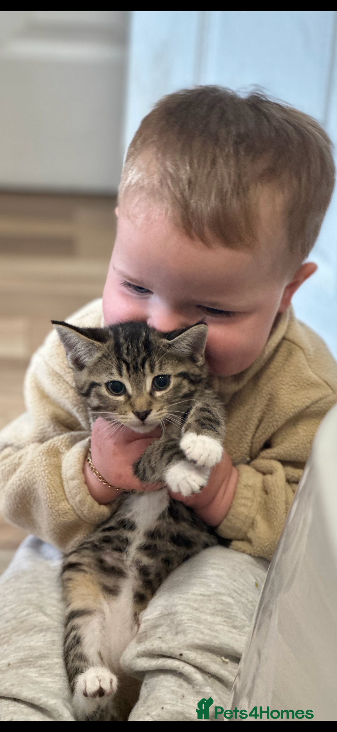 Bengal cats for sale: Gorgeous kitten Looking For A Forever Home - Image 4