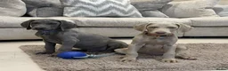 Weimaraner dogs for sale: 🐾✨STUNNING WEIMARANER PUPPIES ✨🐾 - Advert 7