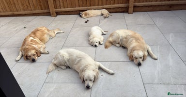 Golden Retriever dogs - Advert 14