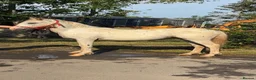 Appaloosa horses for sale: Appaloosa x Welsh section D - Advert 2