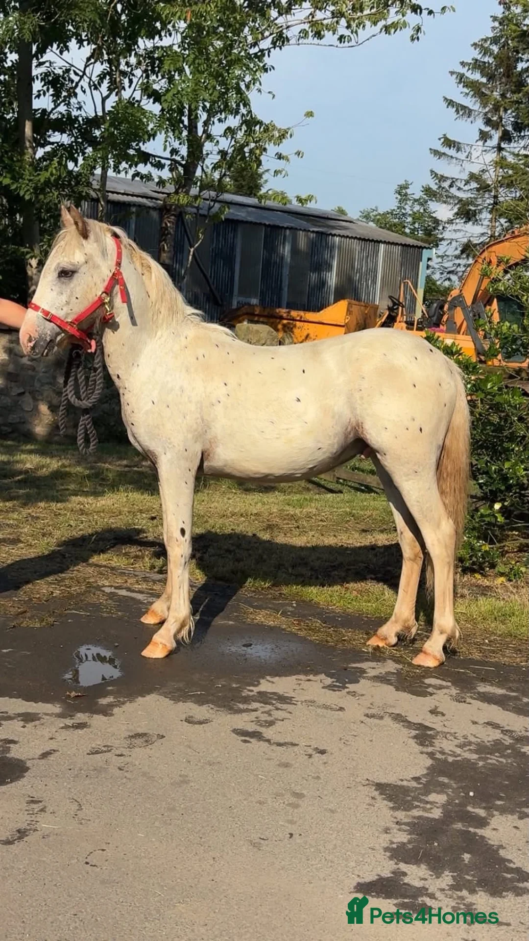 Appaloosa horses for sale: Appaloosa x Welsh section D - Advert 2