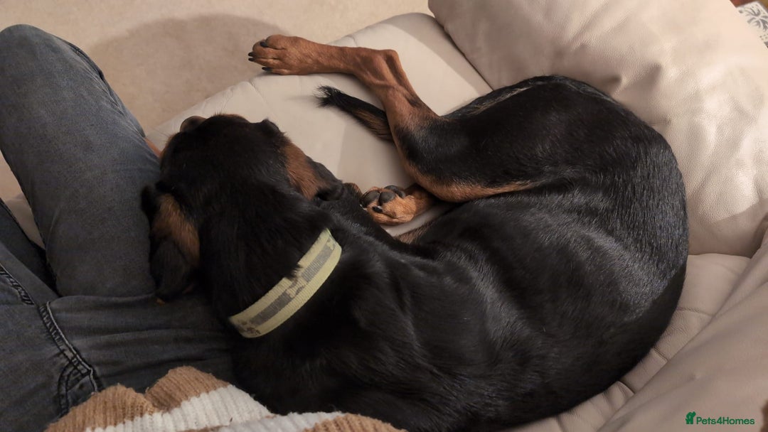 Mixed Breed dogs for adoption:  Meet Aldo – The Sweetest Cuddle Bug in London! - Image 12
