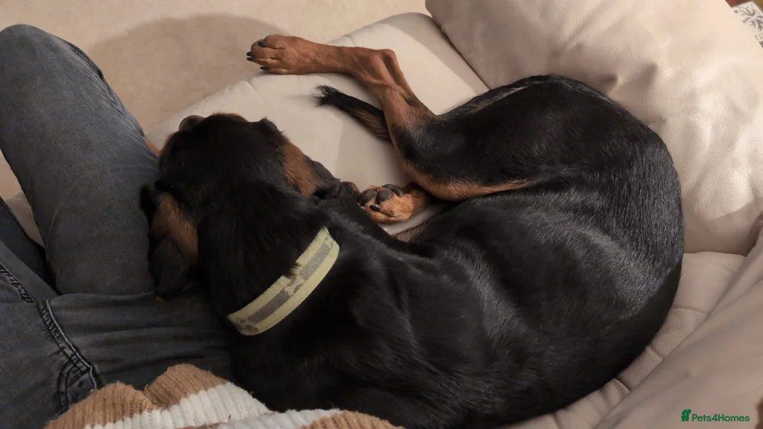 Mixed Breed dogs for adoption:  Meet Aldo – The Sweetest Cuddle Bug! - Advert 12