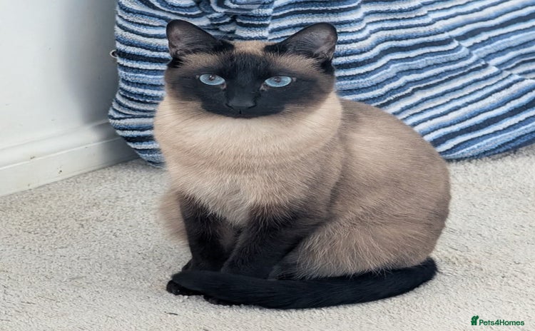 Siamese cats - Advert 1