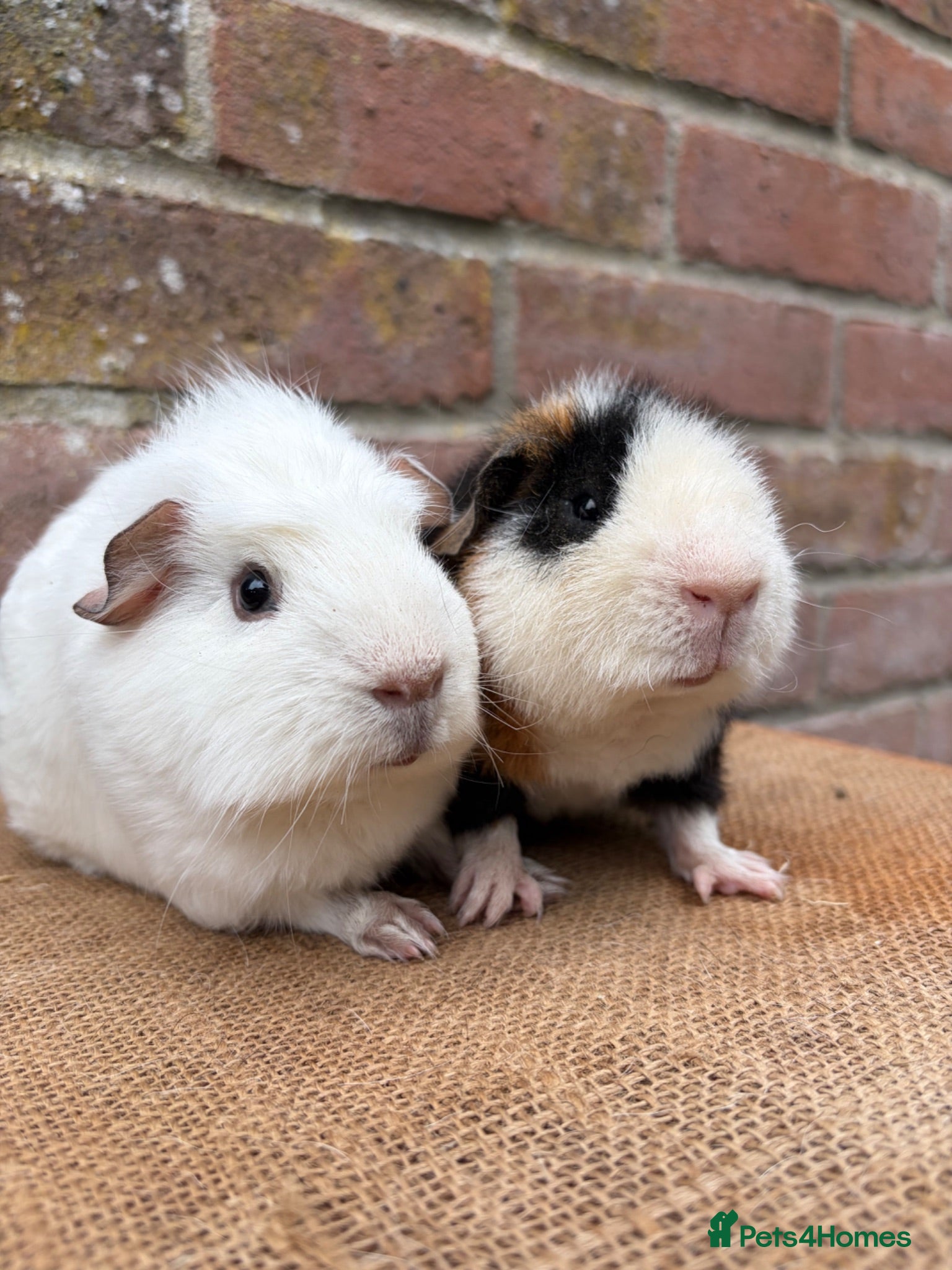 Guinea Pig rodents Handsome board  - Advert 1