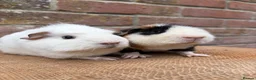 Guinea Pig rodents for sale: Handsome board  - Advert 1