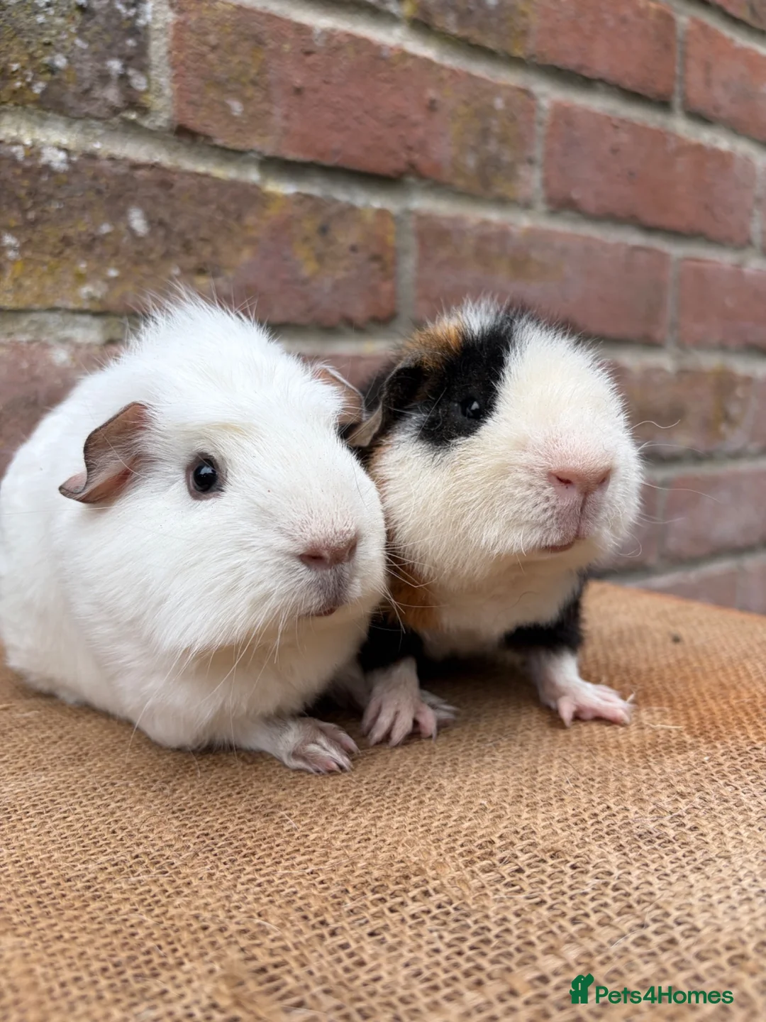 Guinea Pig rodents for sale: Handsome board  - Advert 1