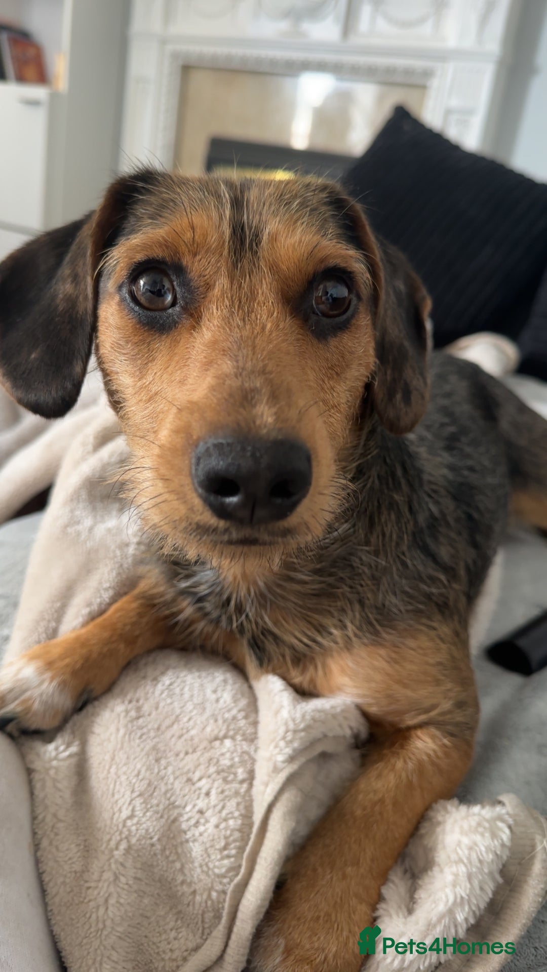 Mixed Breed dogs for sale: Bentley  - Advert 5