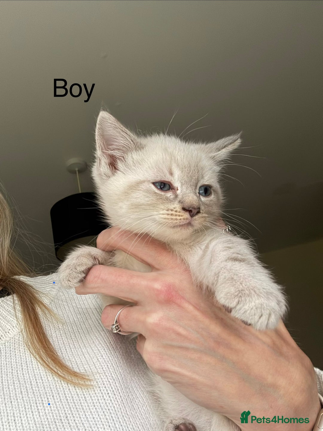 Ragdoll cats for sale: 3 Ragdoll Kittens. Ready Now.  - Advert 3