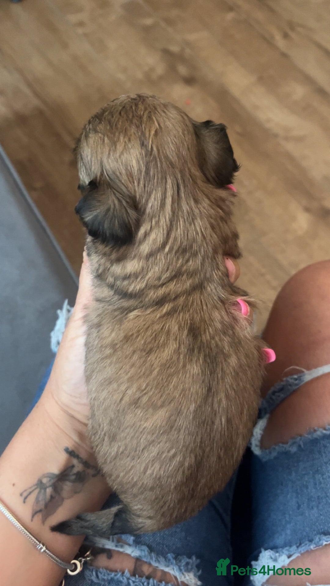 Shih Tzu dogs for sale: Cream and chocolate imperial shih tzu pups - Image 11