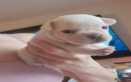 French Bulldog dogs for sale: Chunky french bulldog - Image 5