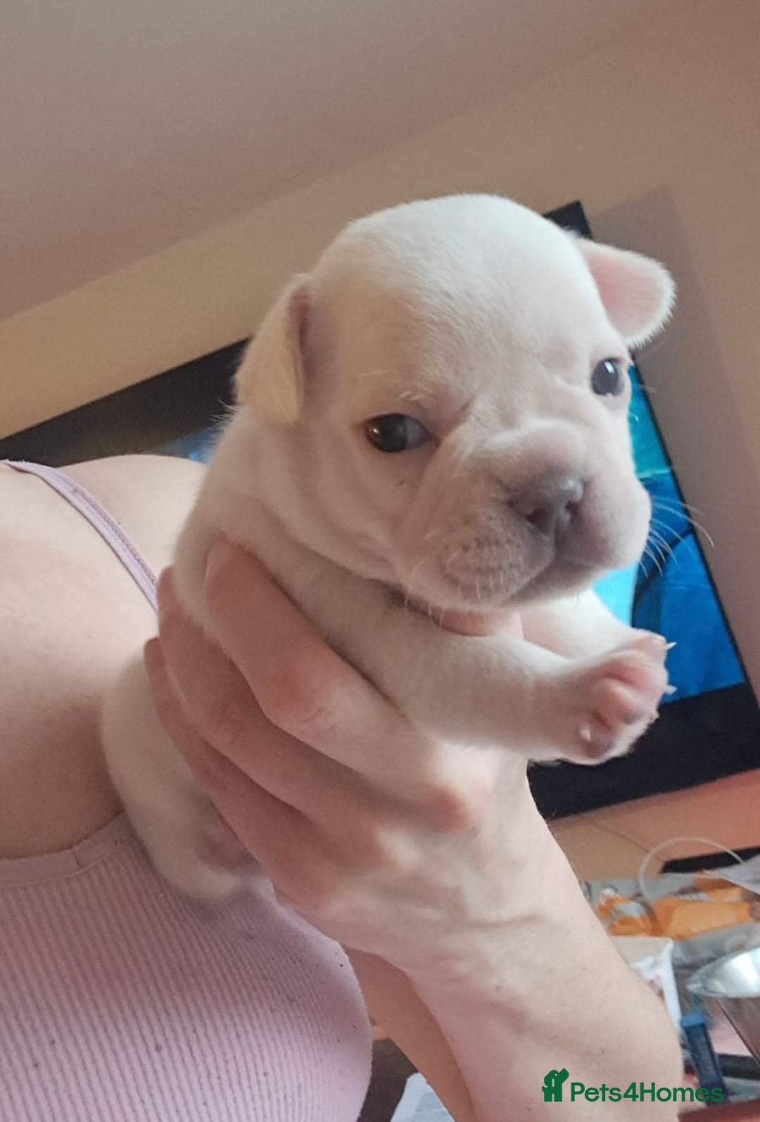 French Bulldog dogs for sale: Chunky french bulldog - Image 5