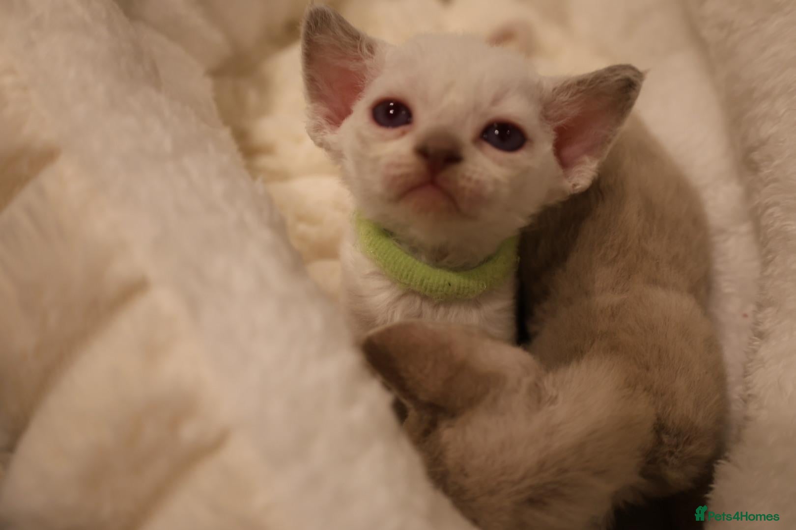 Devon Rex cats Devon rex kittens FIFE registered/spayed - Advert 2