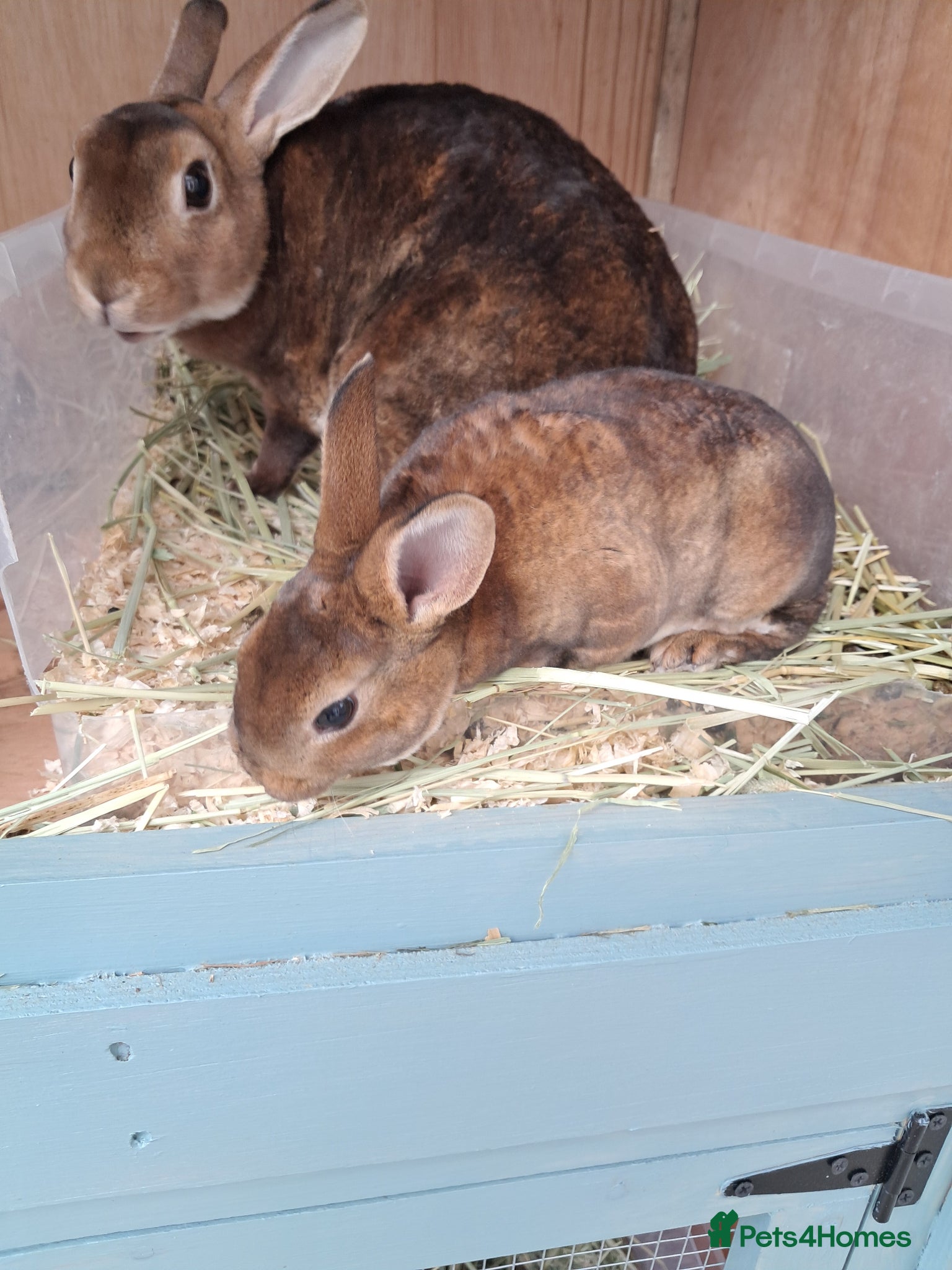 Rex rabbits *update two rex babies left* - Advert 2
