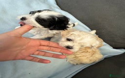 Morkie dogs for sale: Morkie puppies  - Image 3