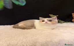 British Shorthair cats for sale: 💗 Gorgeous Full Pedigree BSH Trusted Breeder 💗 - Advert 18