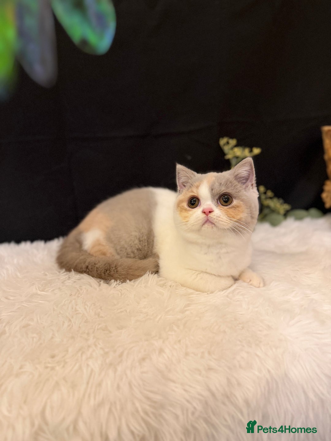 British Shorthair cats for sale: 💗 Gorgeous Full Pedigree BSH Trusted Breeder 💗 - Advert 18