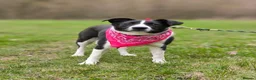 Mixed Breed dogs for adoption: ❤️🐶 RIABA – THE COMPANION EVERY FAMILY DREAMS OF in Burton-on-Trent - Advert 7
