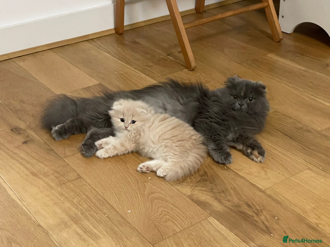 Scottish Fold cats for sale: Scottish Fold Long Hair Kittens/ 2 female 2 boy - Image 21