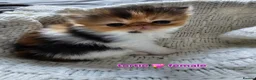 Persian cats for sale: STUNNING  PERSAINS  - Advert 7