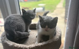 British Shorthair cats for sale: Ready now. Beautiful blue British shorthairs  - Image 4