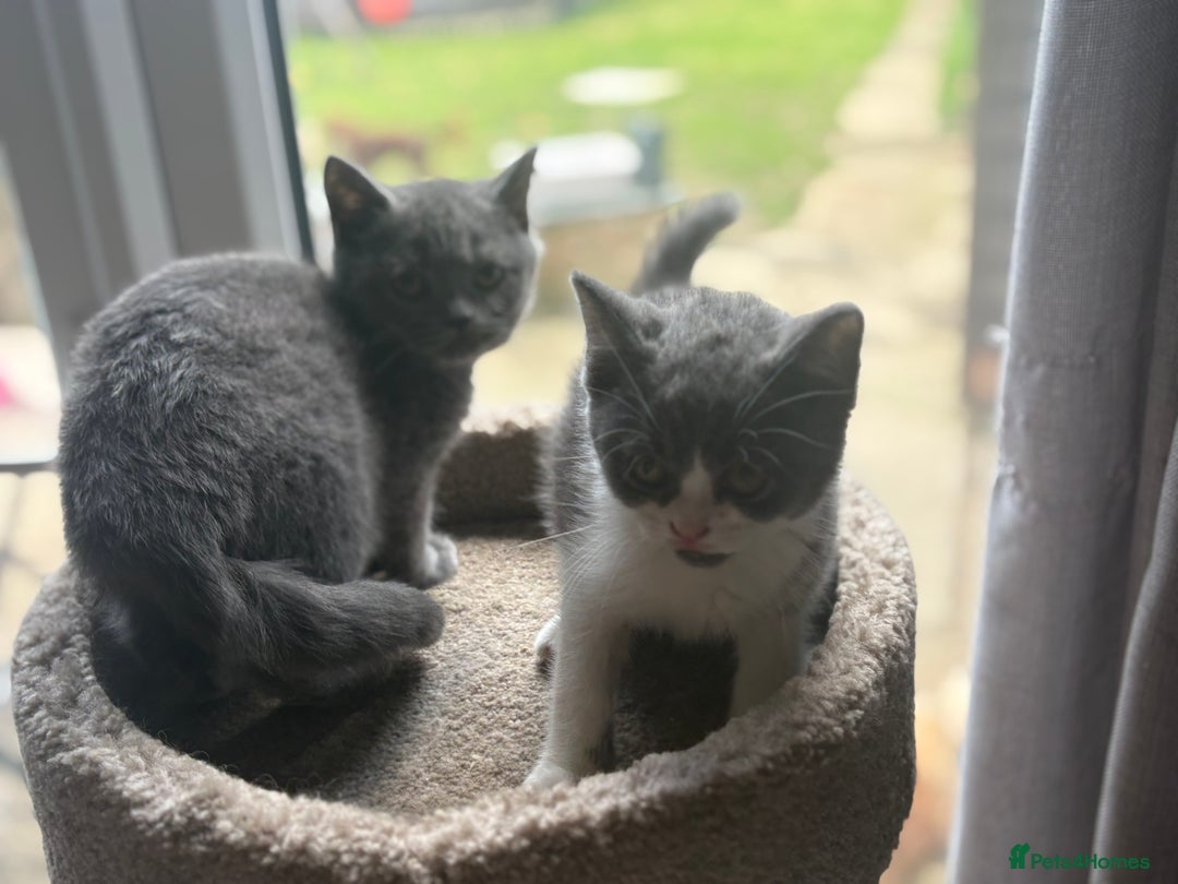 British Shorthair cats for sale: Ready now. Beautiful blue British shorthairs  - Image 4