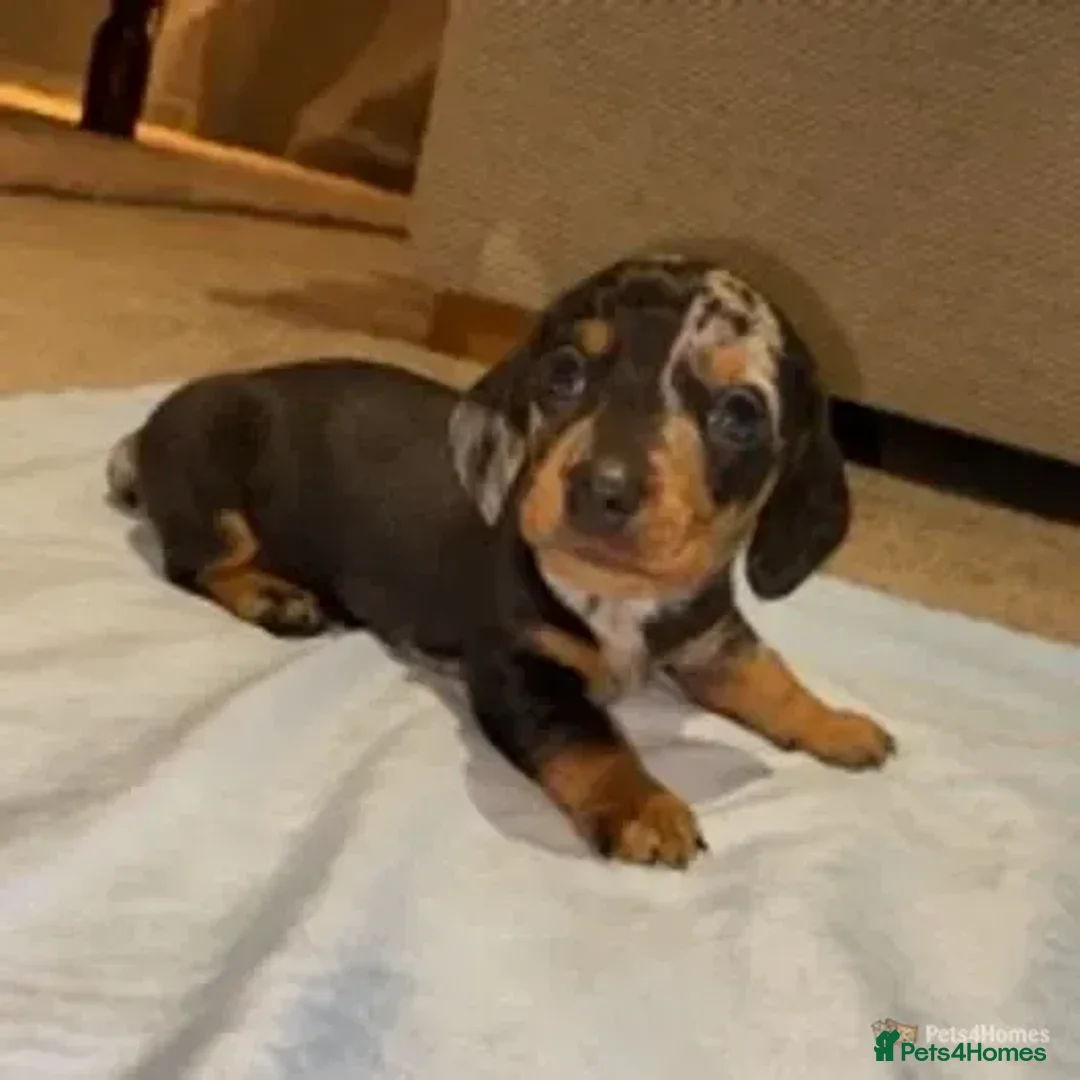 Miniature Dachshund dogs for stud:  Handsome Silver Dapple in Brecon - Advert 4