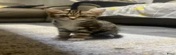 Mixed Breed cats for sale: 2 gorgeous- light brown mixed tabby kittens-Girls  - Advert 2