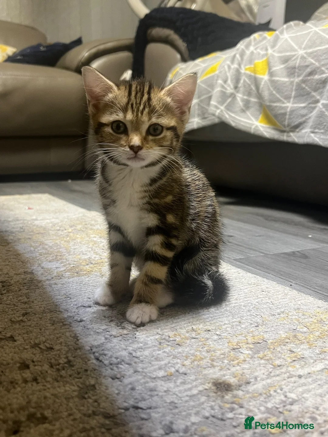 Mixed Breed cats for sale: 2 gorgeous- light brown mixed tabby kittens-Girls  - Advert 2