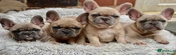 French Bulldog dogs for stud: Mayan, Rfg, bva, Silver health tested Lilac tan in Sheffield - Advert 39