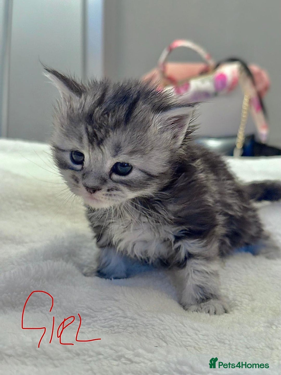 Maine Coon cats for sale: Full breed gorgeous Mainecoon kittens ready Jan 31 - Advert 10