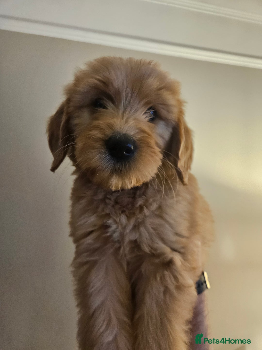 Goldendoodle dogs for sale: Goldendoodle Puppies - Advert 1