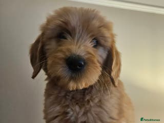 Goldendoodle dogs for sale: Goldendoodle Puppies - Advert 1