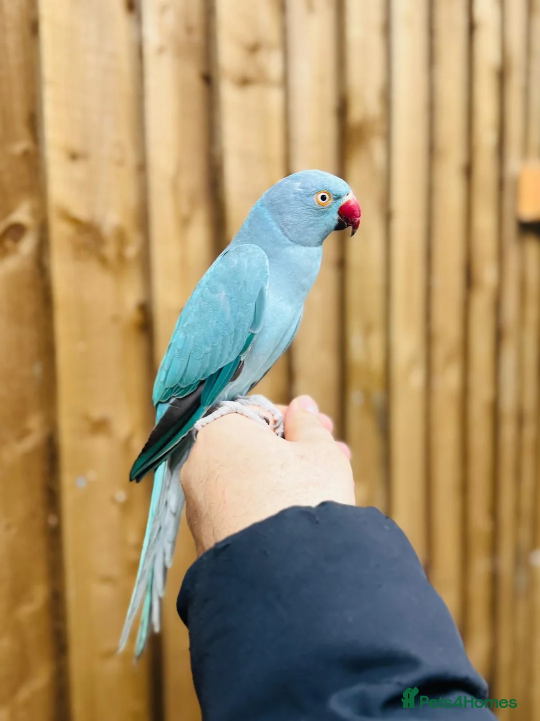 Ringnecks birds for sale: Baby blue ring neck  - Advert 3