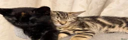 Mixed Breed cats for sale: ❤︎︎ Half-Bengal Kittens Looking for Loving Homes - Advert 5