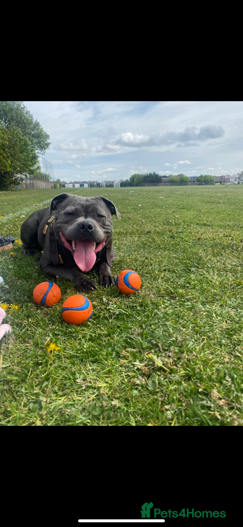 Staffordshire Bull Terrier dogs Shadow 4 years old  - Advert 1