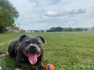 Staffordshire Bull Terrier dogs Shadow 4 years old - Advert 1