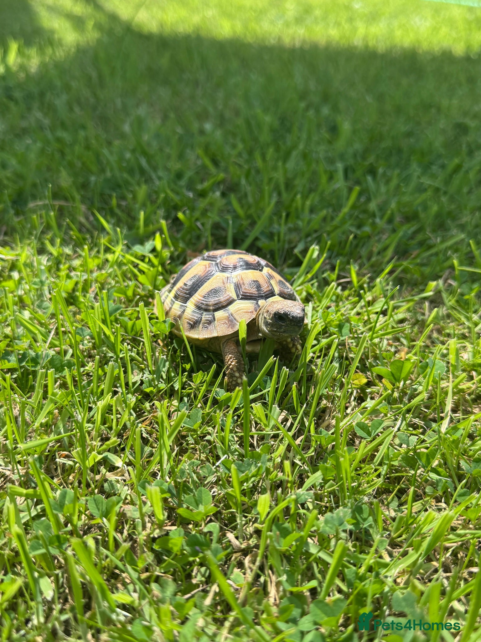 Hermann Tortoise reptiles Hermann Tortoise - Advert 2