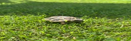 Hermann Tortoise reptiles for sale: Hermann Tortoise in Blackwood - Advert 2